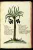  Fol. 321 

K
Nux indica
Neregil Dabig, vel
Giauzialhend, Arab:
Iausia lindi Avic.
Iaralnare d.r arbor ipsa. i. arbor nucifera
Maro arbor d.r vulgo indor:
Tengamaran arbor eius D.ri Mal:
Eeleni d.r eius fructus viridis
Lanba d.r fructus maturus Goe:
Trican 